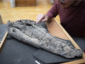 Phát hiện loài cá sấu mới sống ở Việt Nam cách đây 39 triệu năm